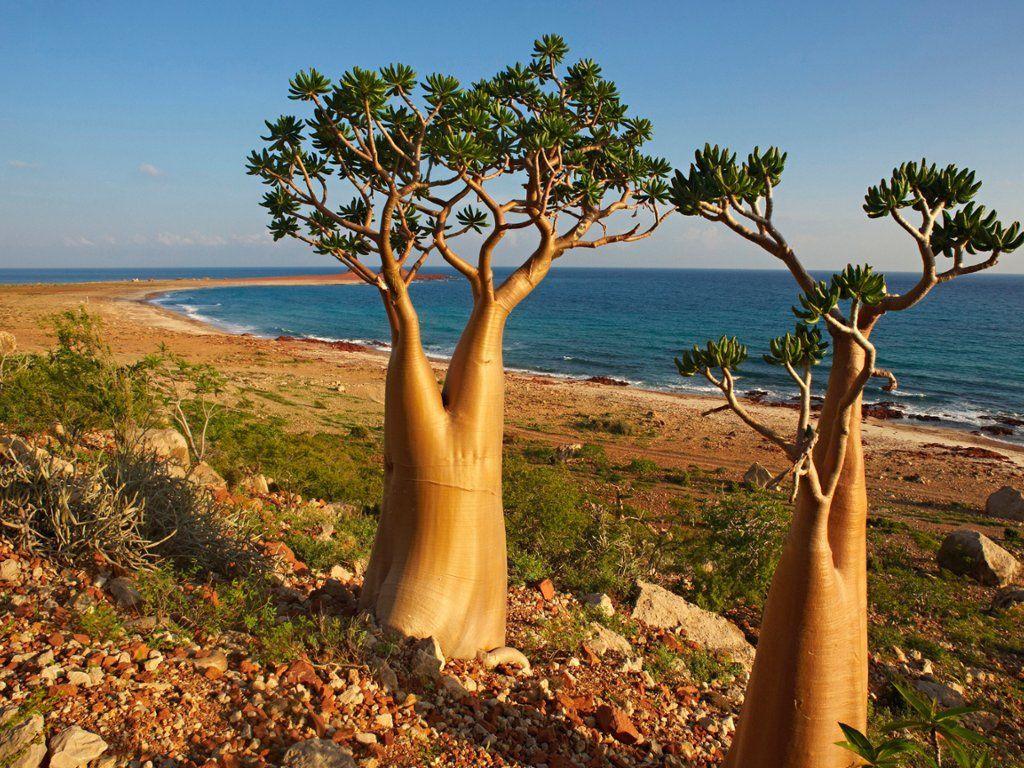 1024x768 Today's Free Photo for Windows, Mac, Android, iPhone, and iPad. Socotra, Island wallpaper, Desert plants