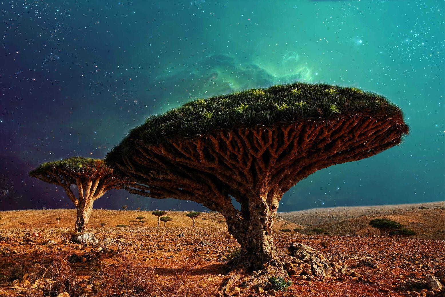 1556x1040 Dragon Blood Tree Wallpaper