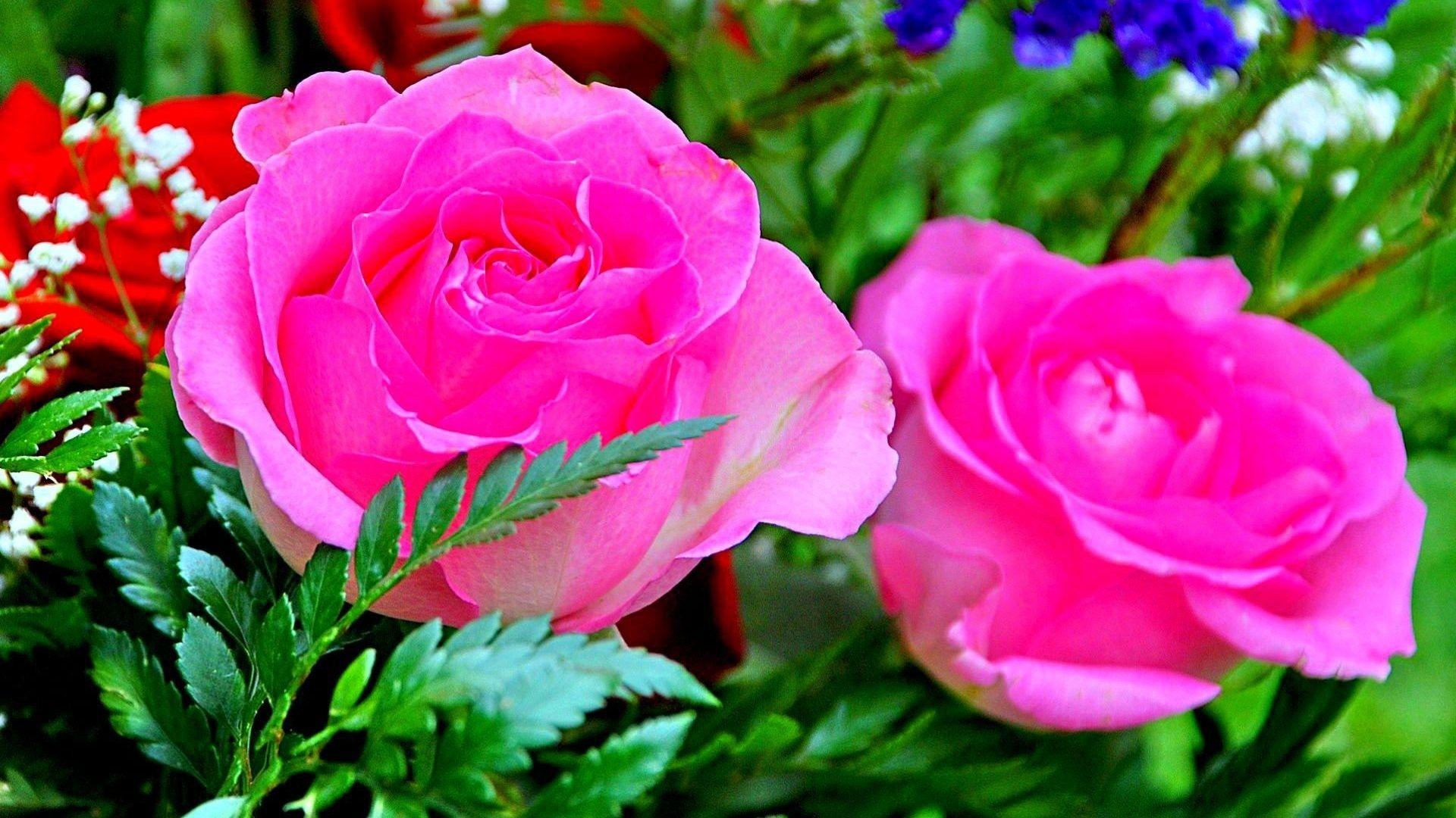 1920x1080 Pink Rose Flower Wallpaper
