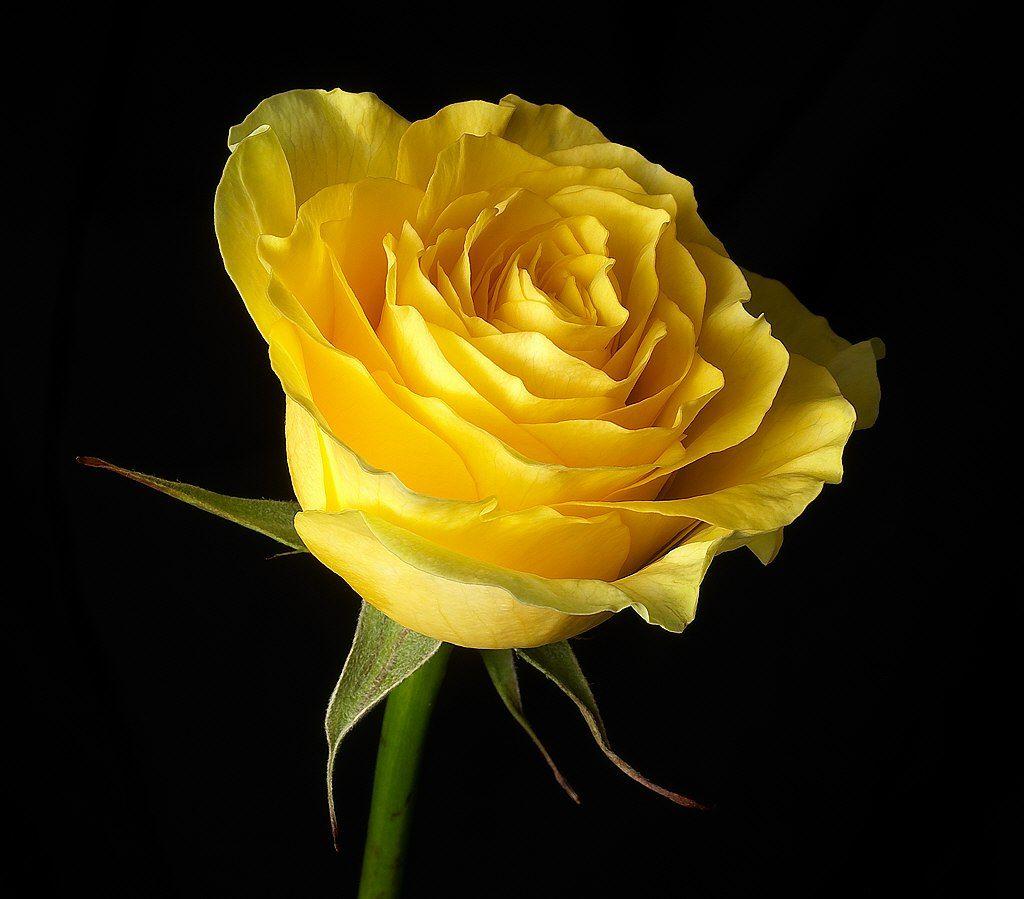 1024x899 ROSE FLOWERS WALLPAPERS : ROSE FLOWERS FLOWERS NAME