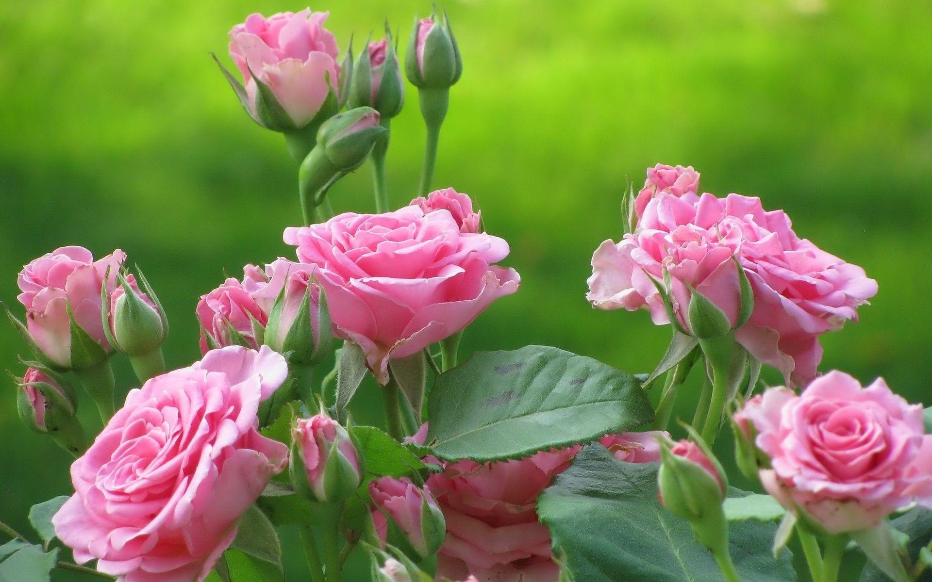 1920x1200 Pink Rose Picture download free