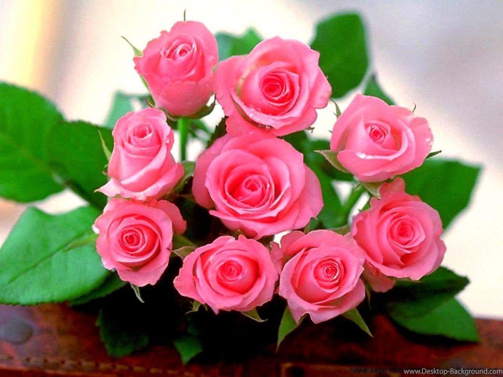 1024x768 Free Download Rose Flower Wallpaper For Mobile Pink Image Wallpaper Download Wallpaper & Background Download