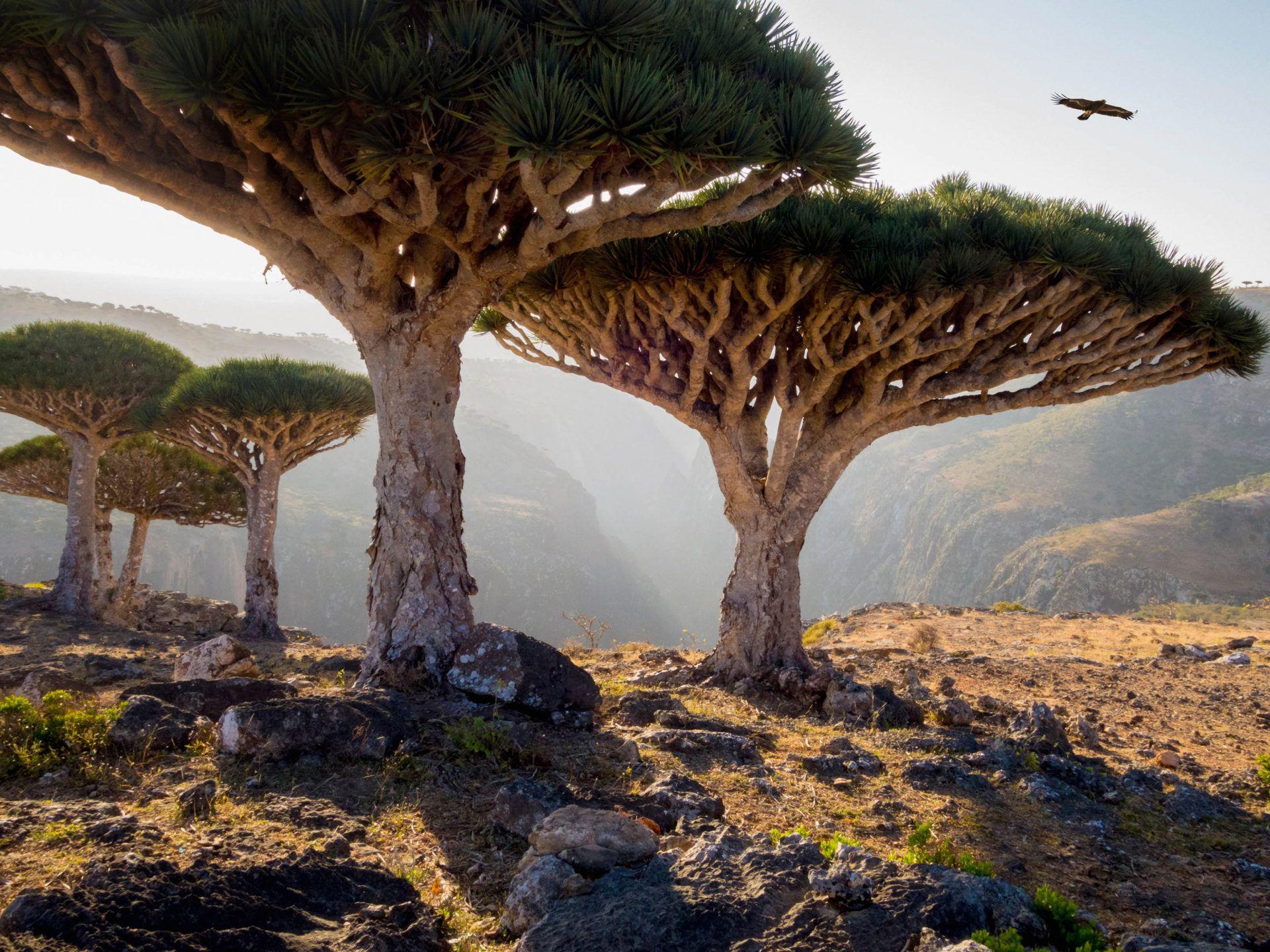 1920x1440 Dracaena Cinnabari Called Dragon's Blood Trees Huge Trees In Dragon Dragons In Rocky Areas Homil Protected Area Socotra Yemen HD Wallpaper Download For Mobile And Tablet :