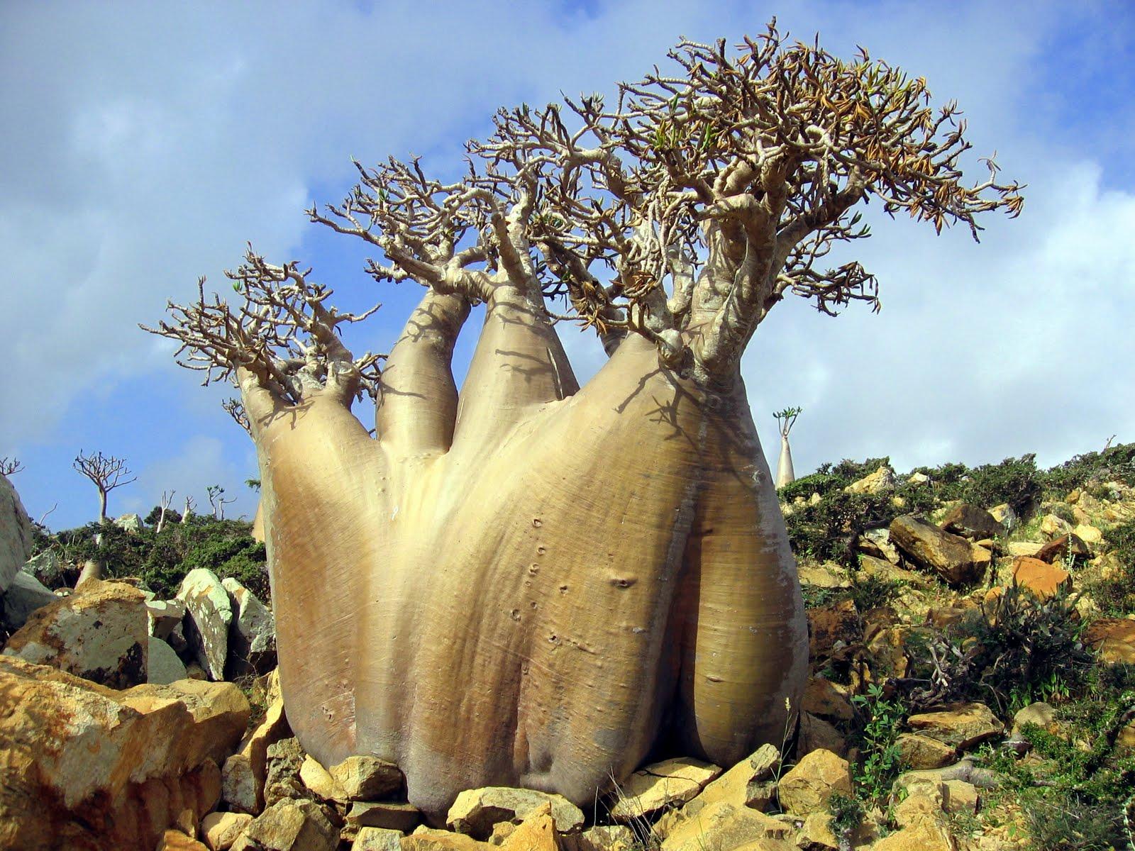 1600x1200 HD wallpaper of Socotra Island, alien world here on Earth