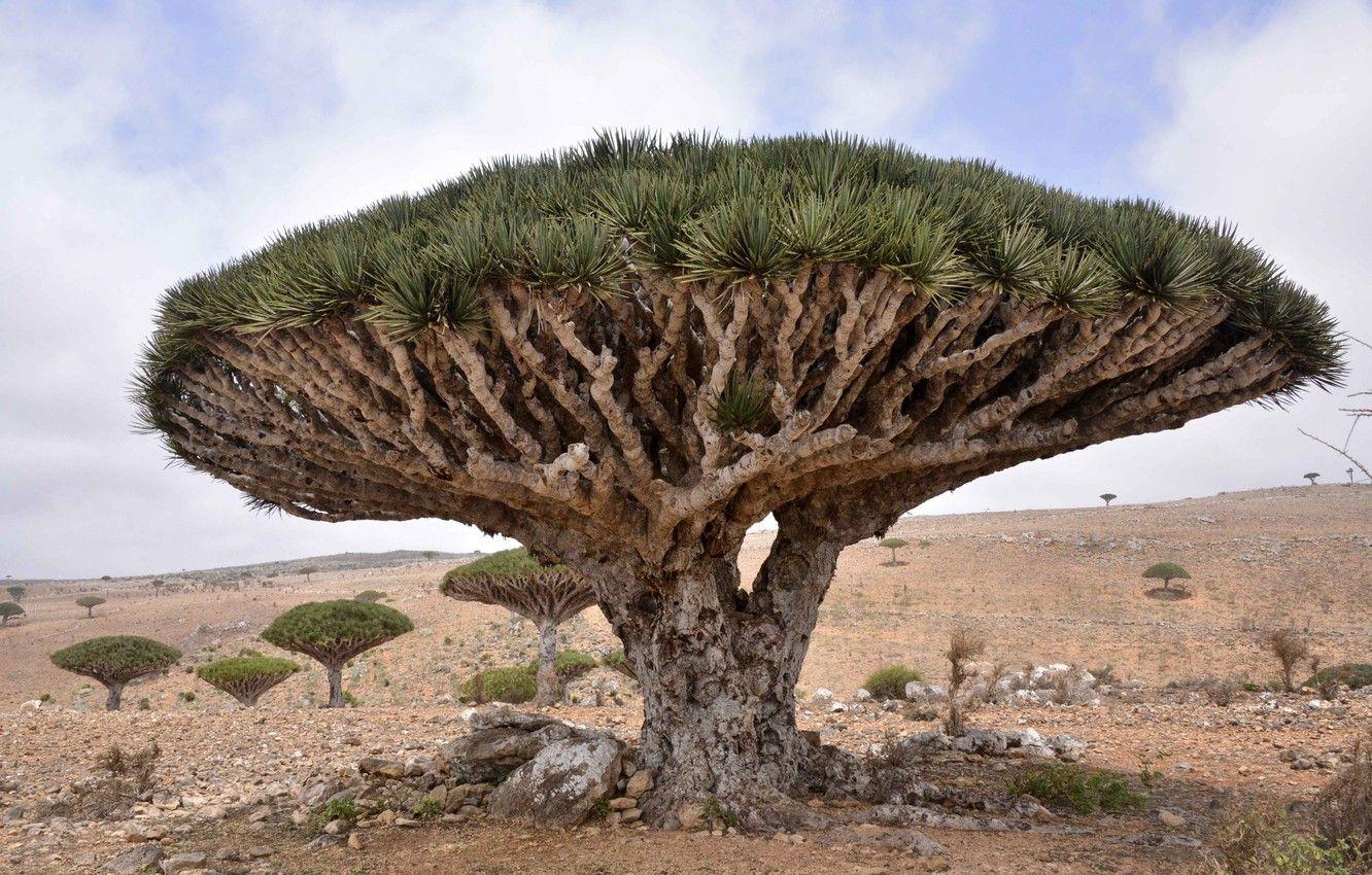 1332x850 Wallpaper Dracaena cinnabari, Dragon Tree, Socotra Island image for desktop, section природа