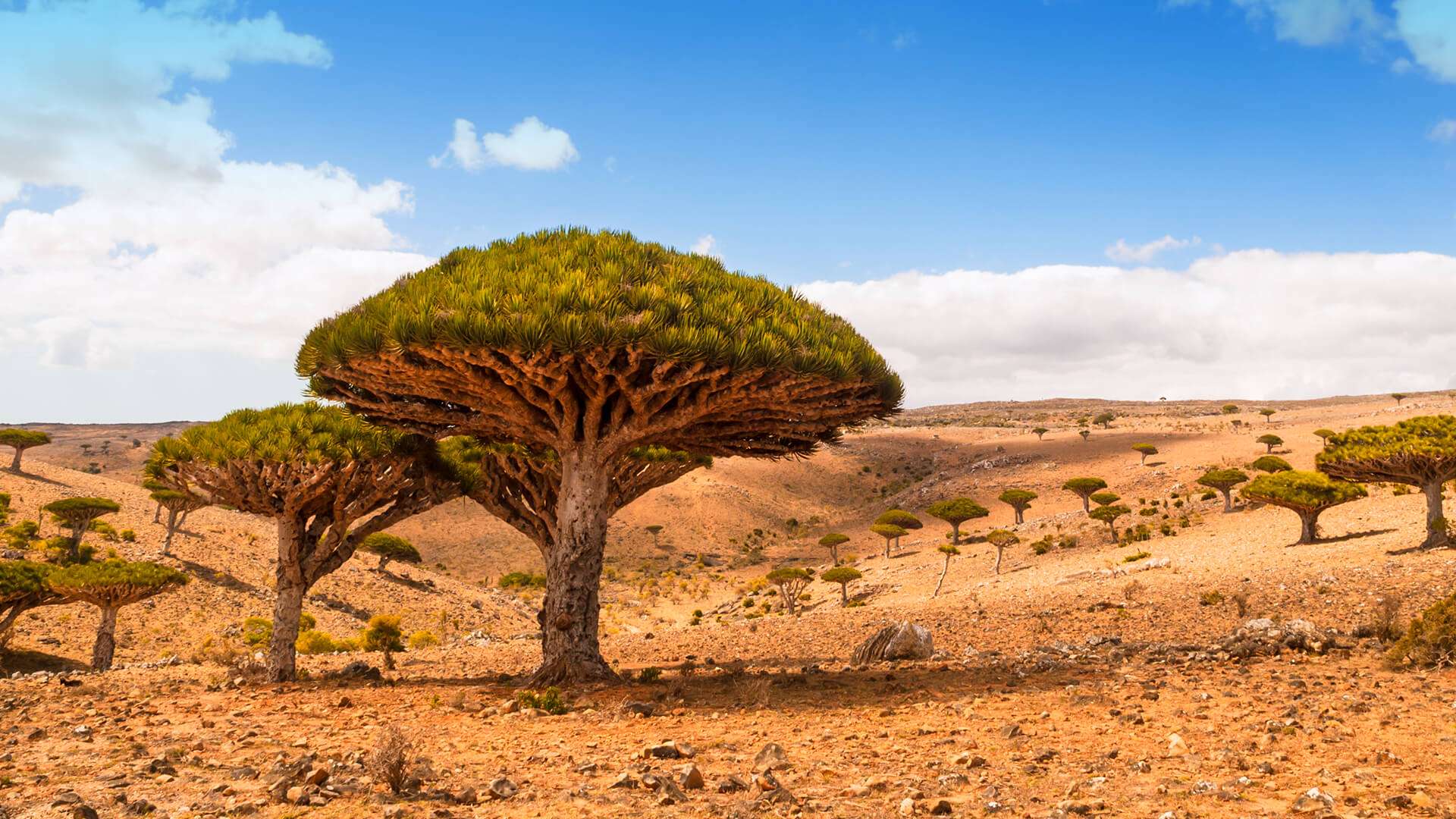 1920x1080 Beautiful Wallpaper Yemen