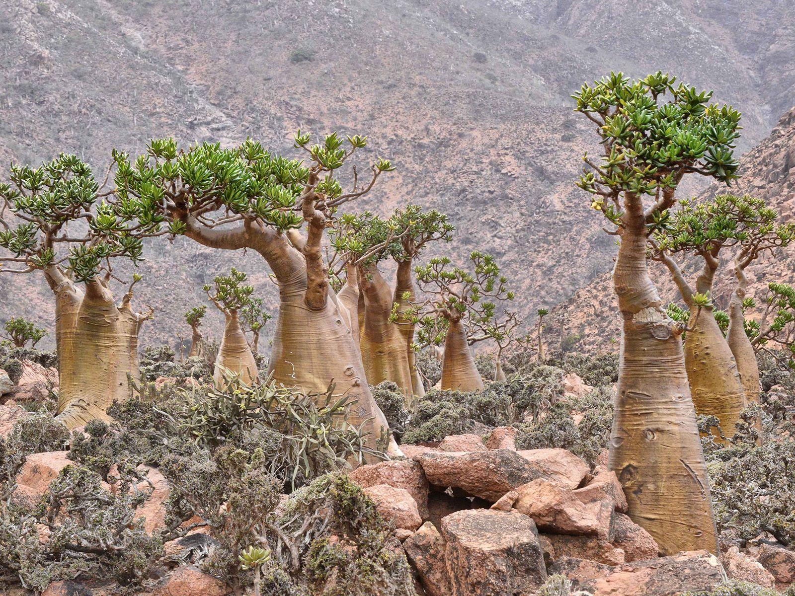 1600x1200 HD wallpaper of Socotra Island, alien world here on Earth