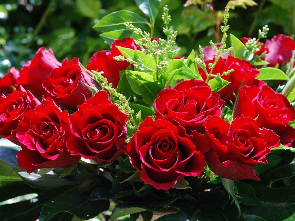 1024x768 Gulab Flowers Wallpaper