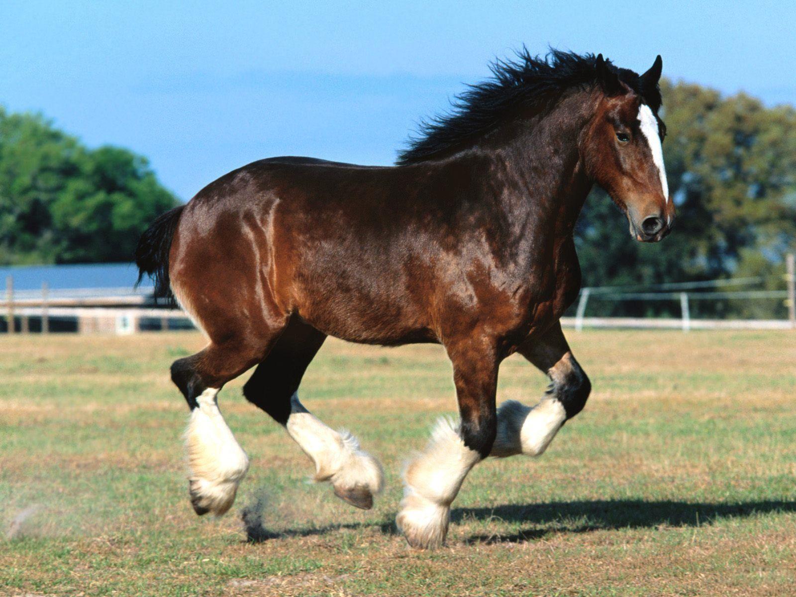 1600x1200 Clydesdale Wallpaper HD