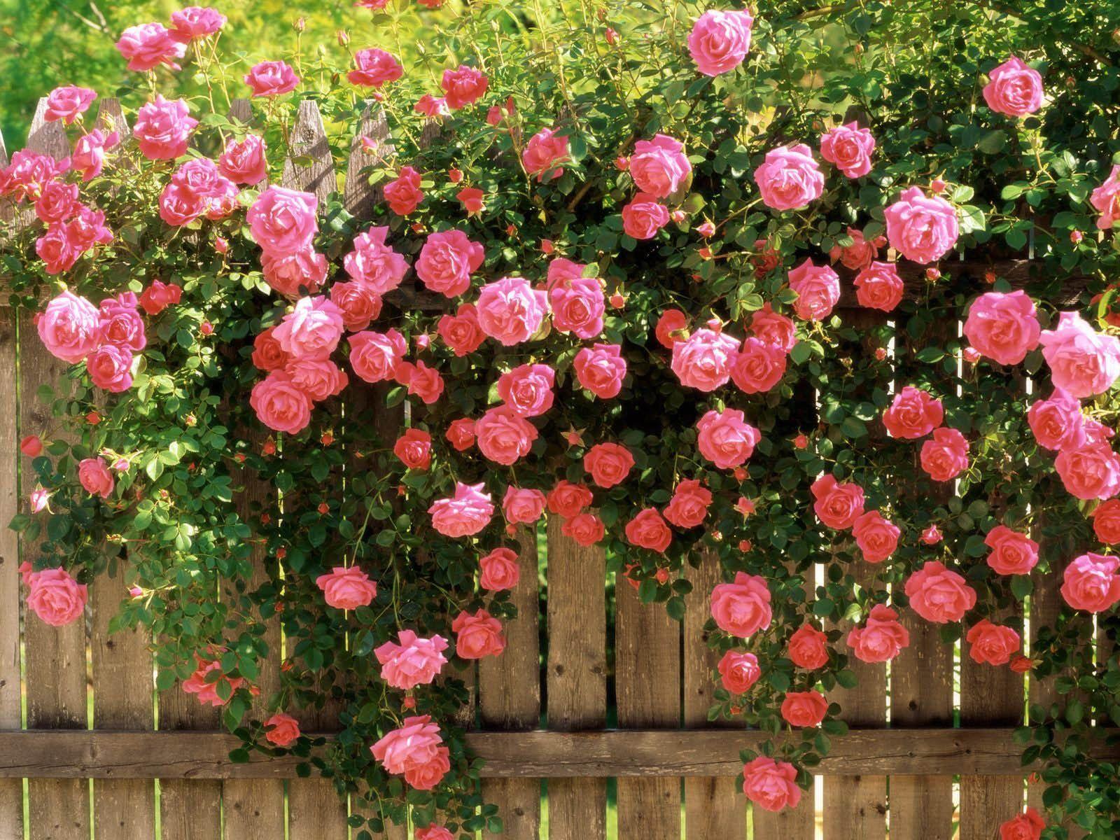 1600x1200 Free download Tag Rose Flowers Wallpaper Background Photo Pictureand Image [1600x1200] for your Desktop, Mobile & Tablet. Explore Rose Flower Wallpaper For Desktop. Flower Wallpaper For Computer, Free Flower