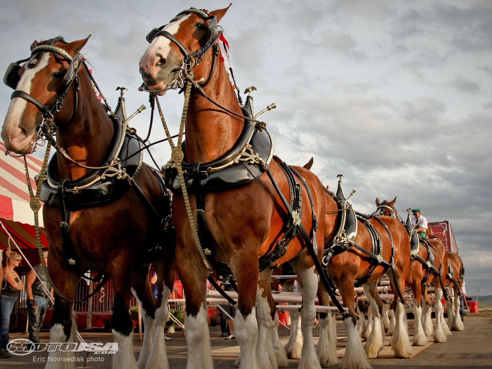 1600x1200 Clydesdale Wallpaper HD