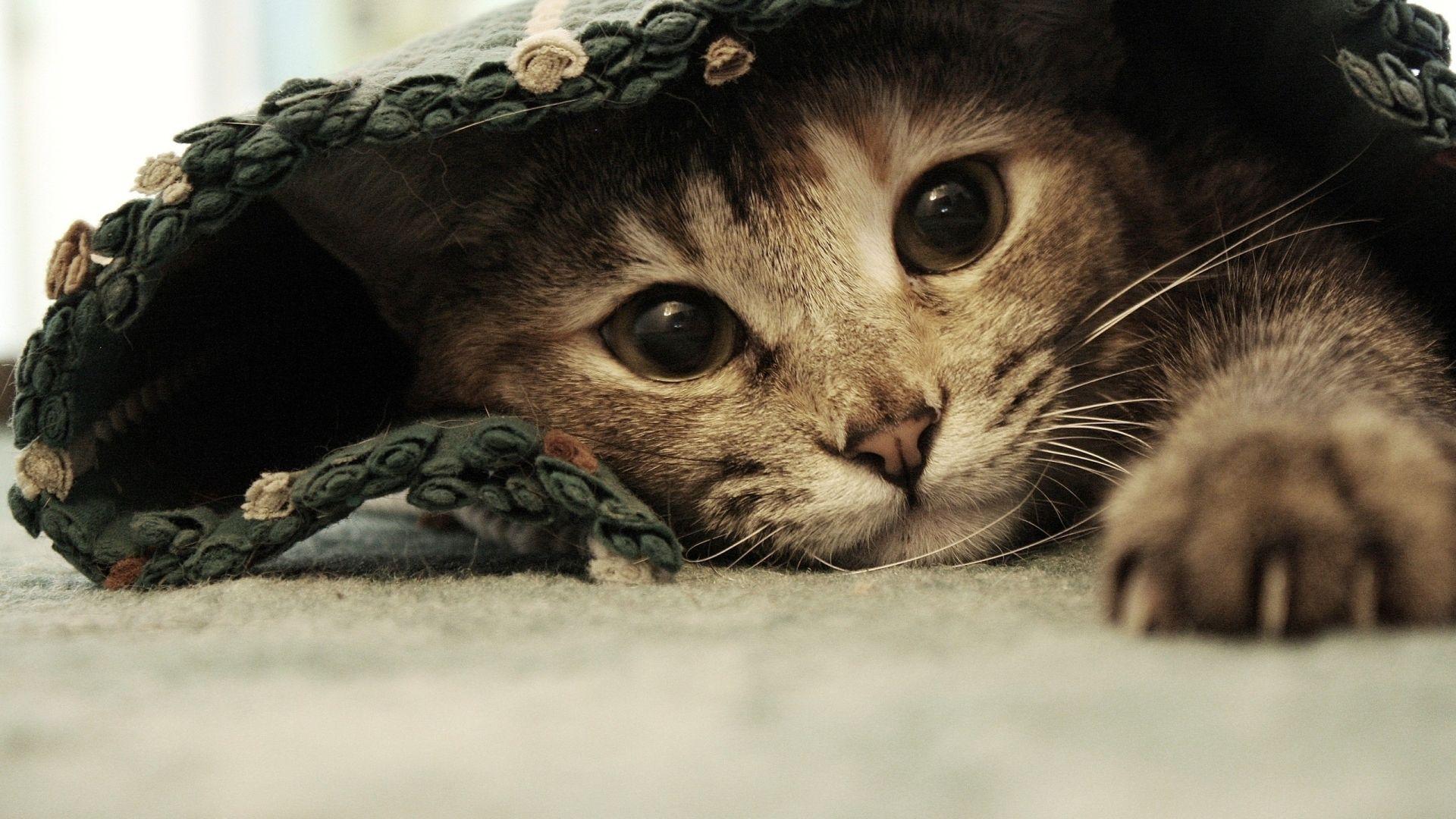 1920x1080 Cat Under A Rug HD Wallpaperx1080
