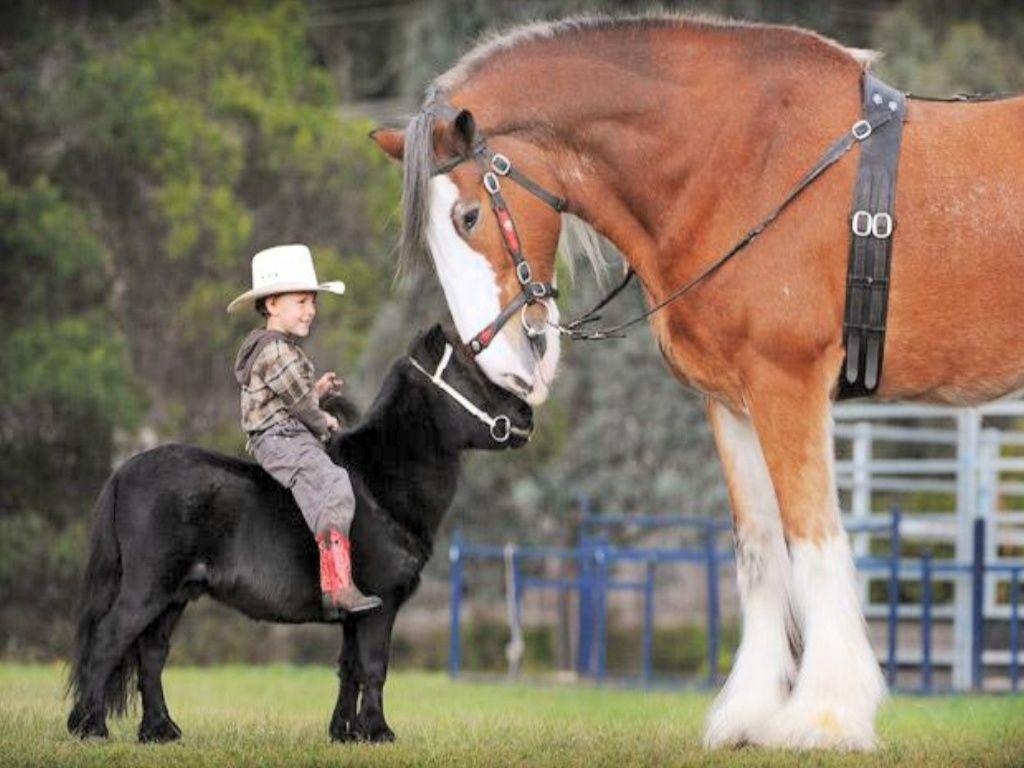 1024x768 Clydesdale Wallpaper