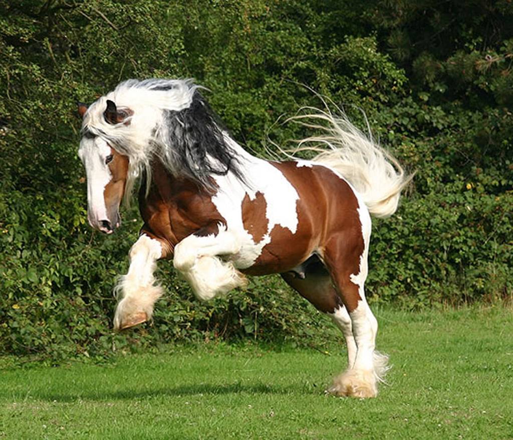 1024x879 Clydesdale Wallpaper