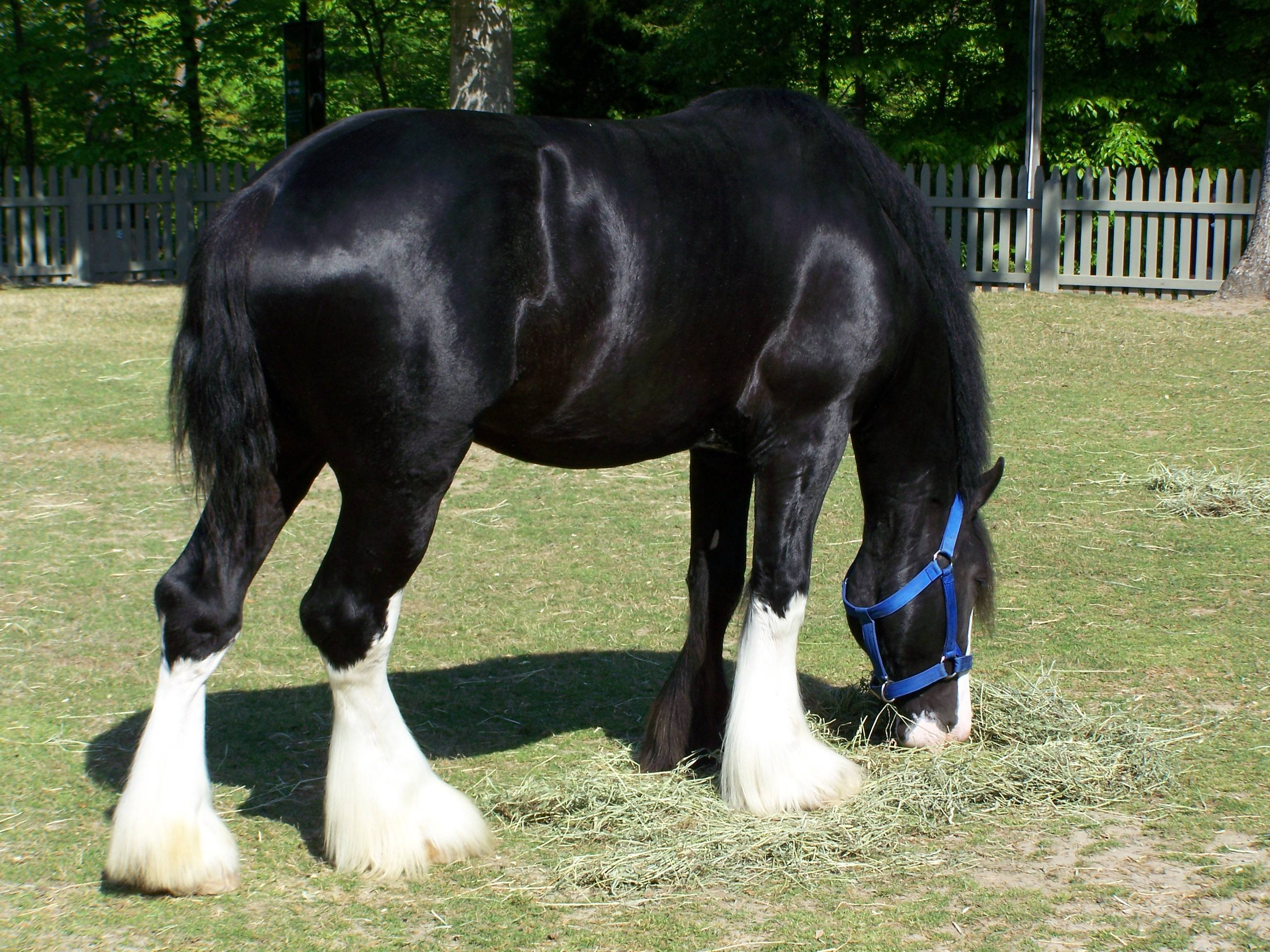 3072x2304 Free download Clydesdale Wallpaper [3072x2304] for your Desktop, Mobile & Tablet. Explore Clydesdale Wallpaper. Budweiser Clydesdales Wallpaper, Clydesdales Christmas Wallpaper, Anheuser Busch Wallpaper