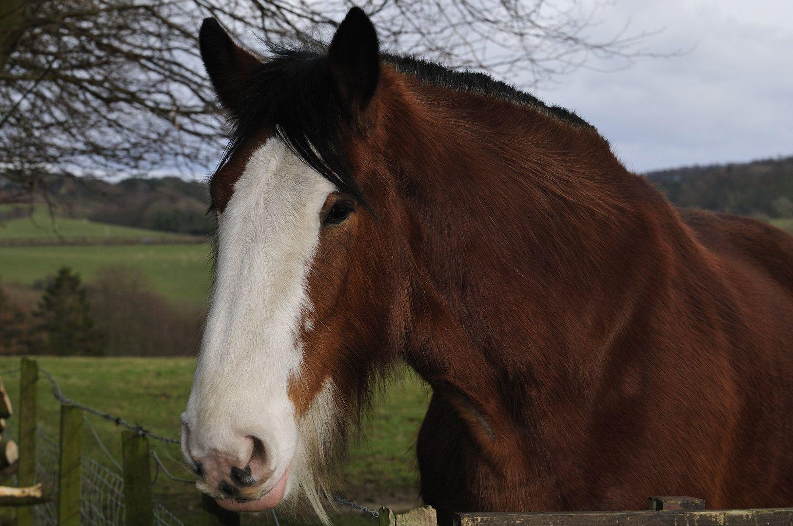 1626x1080 Free download Clydesdale Horse Wallpaper Clydesdale face by westlothian [1626x1080] for your Desktop, Mobile & Tablet. Explore Clydesdale Horses Wallpaper. Budweiser Clydesdales Wallpaper, Clydesdales Christmas Wallpaper, Anheuser Busch Wallpaper