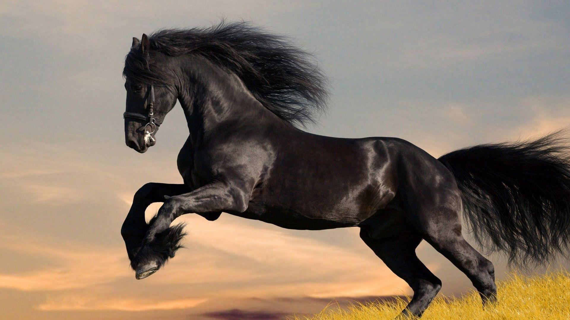 1920x1080 Download Clydesdale Horse Wallpaper, HD Background Download