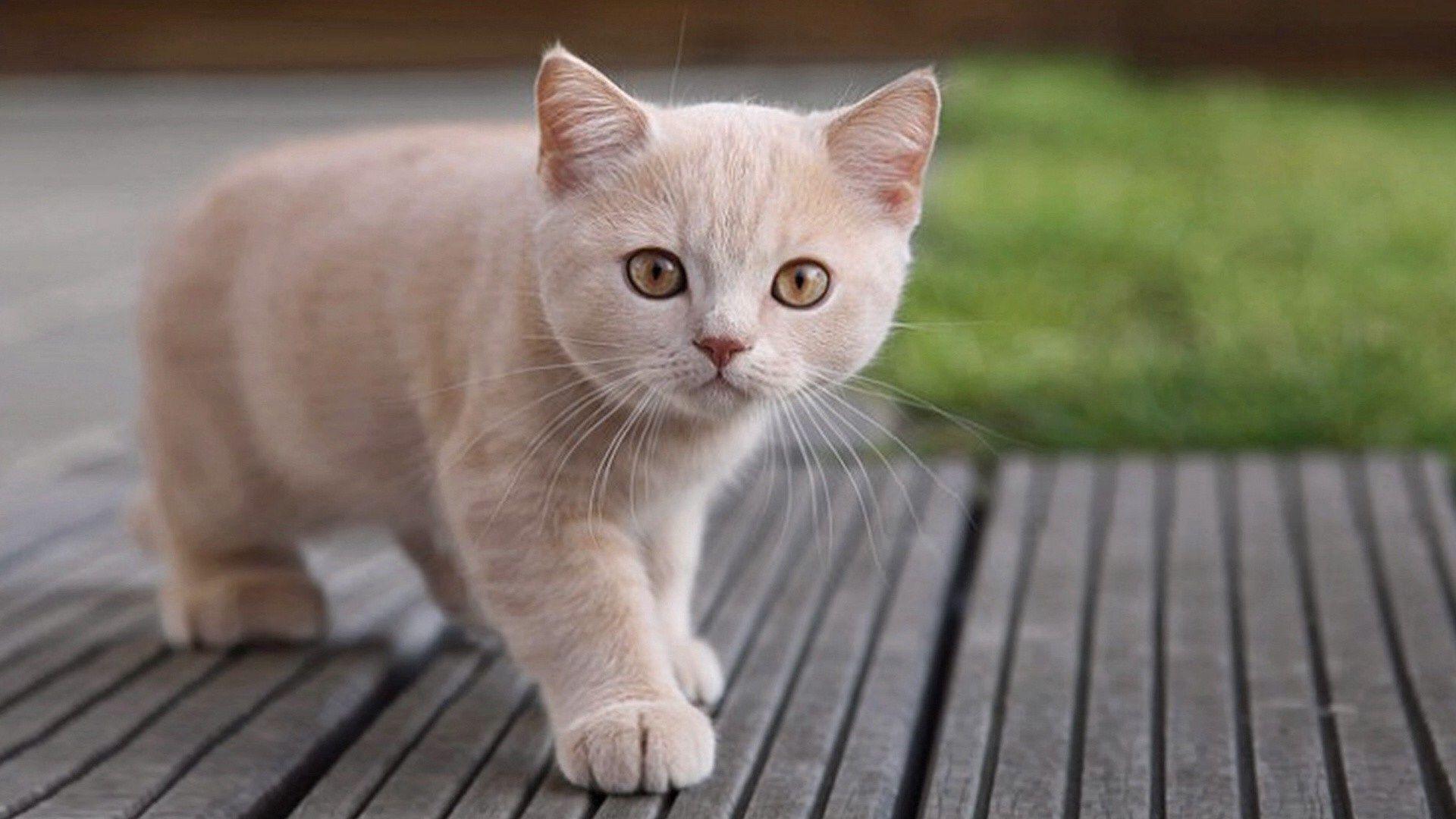 1920x1080 Cute Cat desktop PC and Mac wallpaper