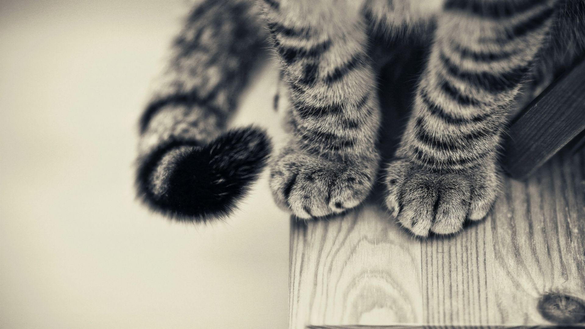 1920x1080 Cats Paws HD Wallpaperx1080