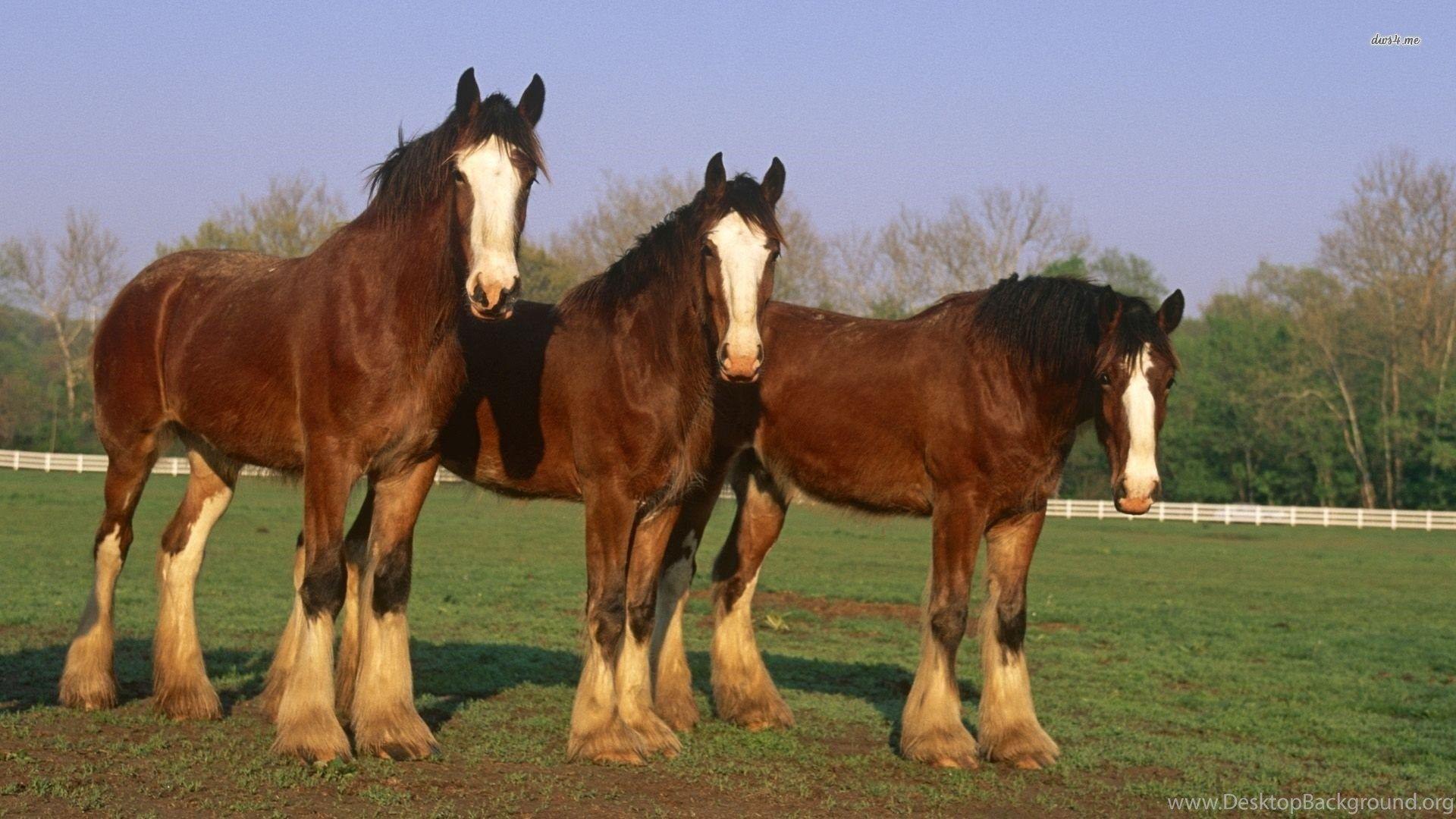 1920x1080 Clydesdale Horses Wallpaper Animal Wallpaper Desktop Background