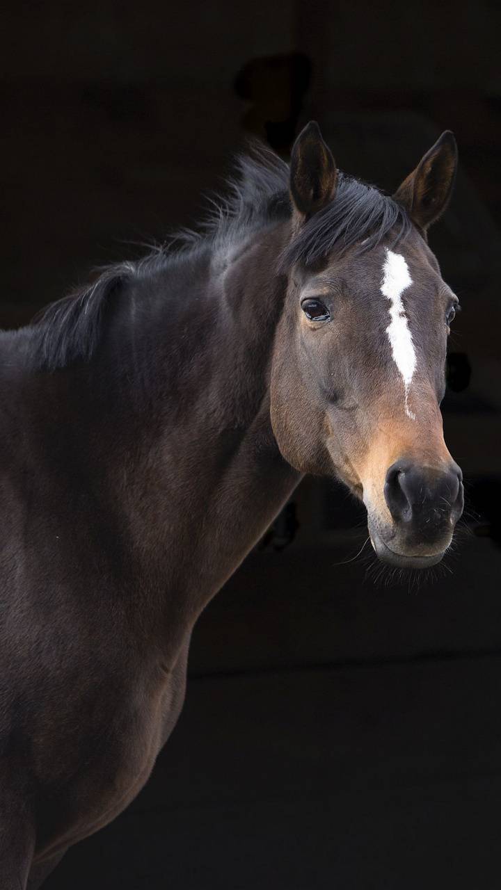 720x1280 Clydesdale wallpaper