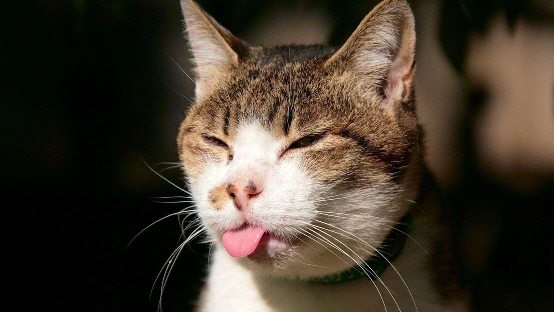 1920x1080 Cat Tongue desktop PC and Mac wallpaper