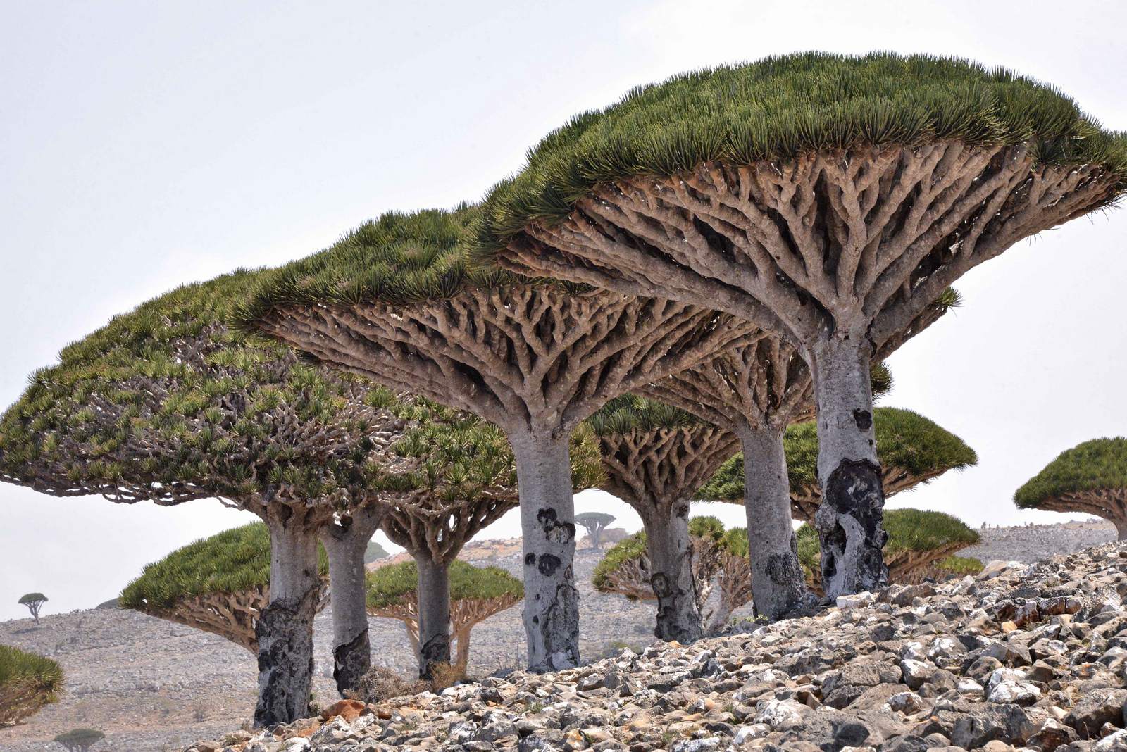 1600x1068 Dragons Blood Tree at Socotra Island, Yemen