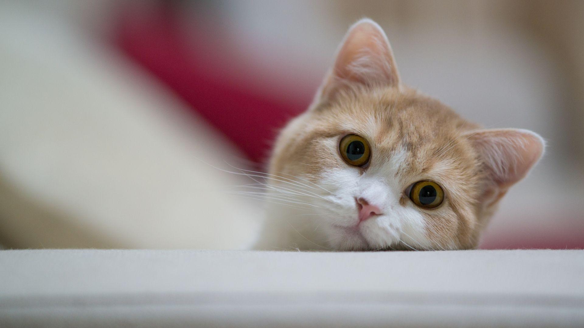 1920x1080 Cat wallpaperx1080