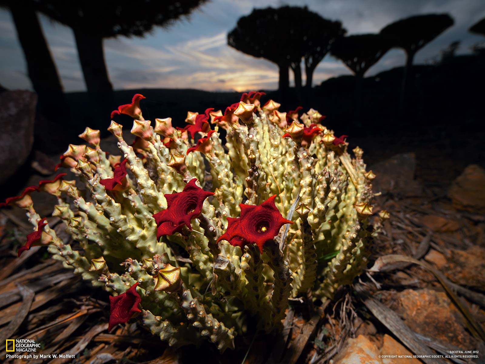 1600x1200 Free download Source URL [1600x1200] for your Desktop, Mobile & Tablet. Explore Desktop Wallpaper Flowers National Geographic. National Geographic Wallpaper Picture, National Geographic Wallpaper