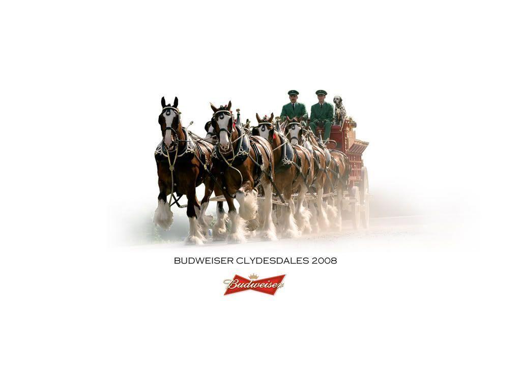 1024x768 Clydesdale Wallpaper