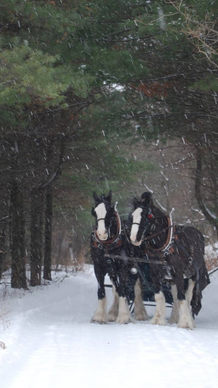 720x1280 Clydesdales wallpaper