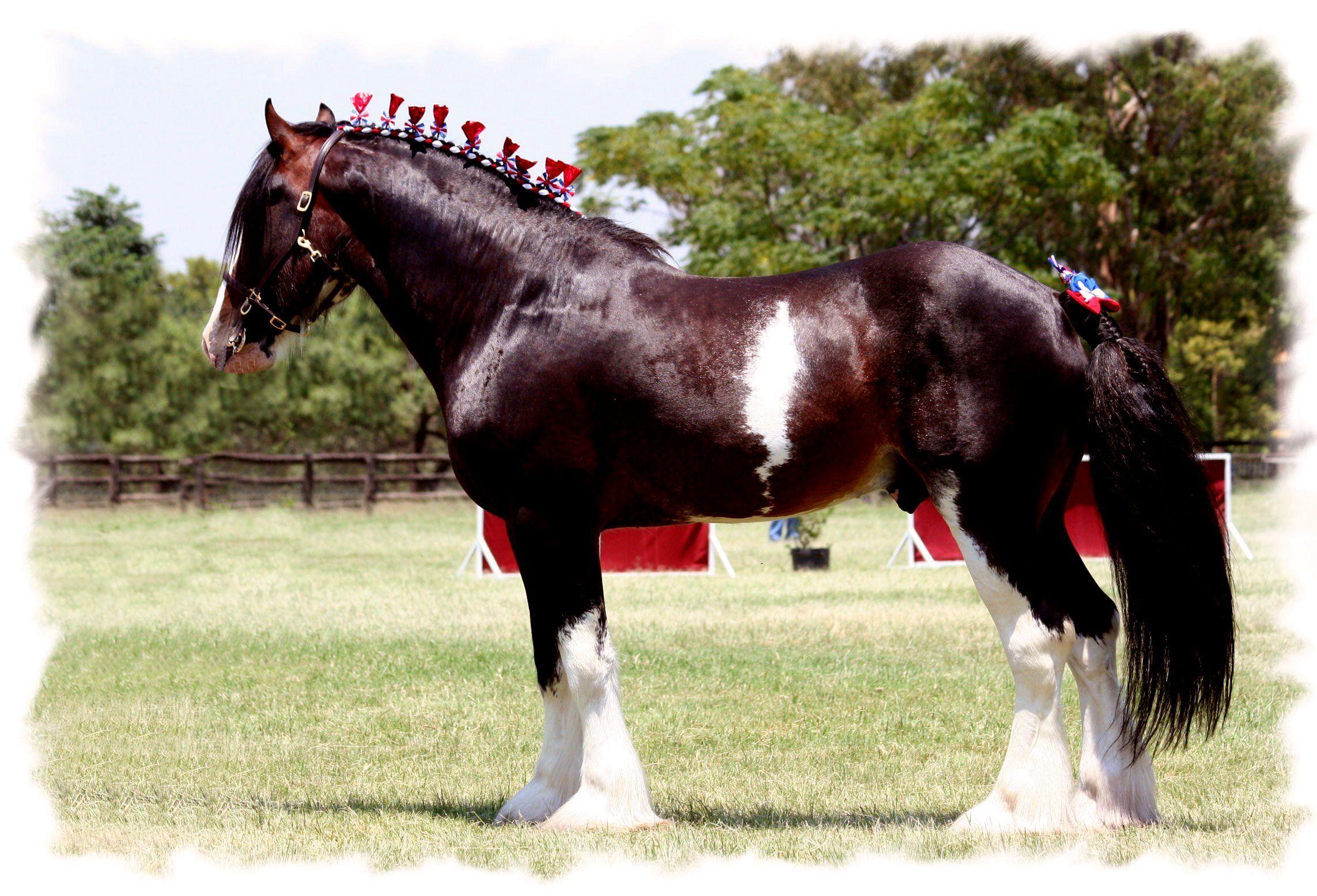 2286x1556 Gentle Giant Clydesdale wallpaper HD free. Clydesdale horses, Horses, Big horses