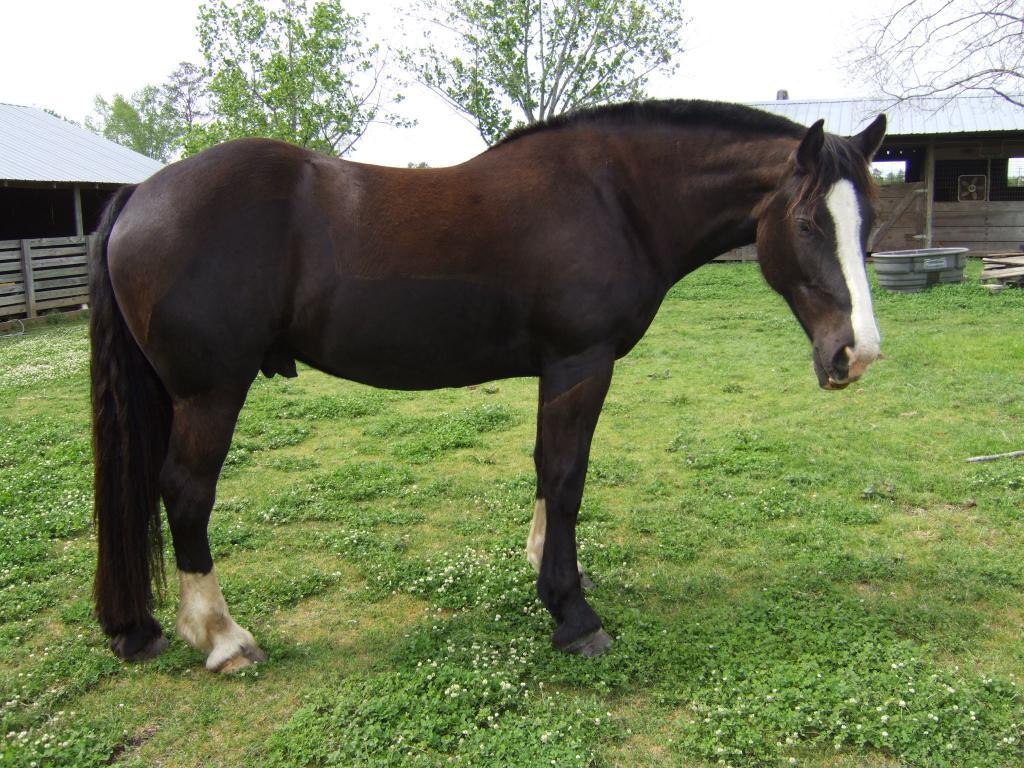 1024x768 Free download Clydesdale Wallpaper wallpaper Clydesdale Wallpaper HD wallpaper [1024x768] for your Desktop, Mobile & Tablet. Explore Clydesdale Wallpaper. Budweiser Clydesdales Wallpaper, Clydesdales Christmas Wallpaper, Anheuser Busch Wallpaper