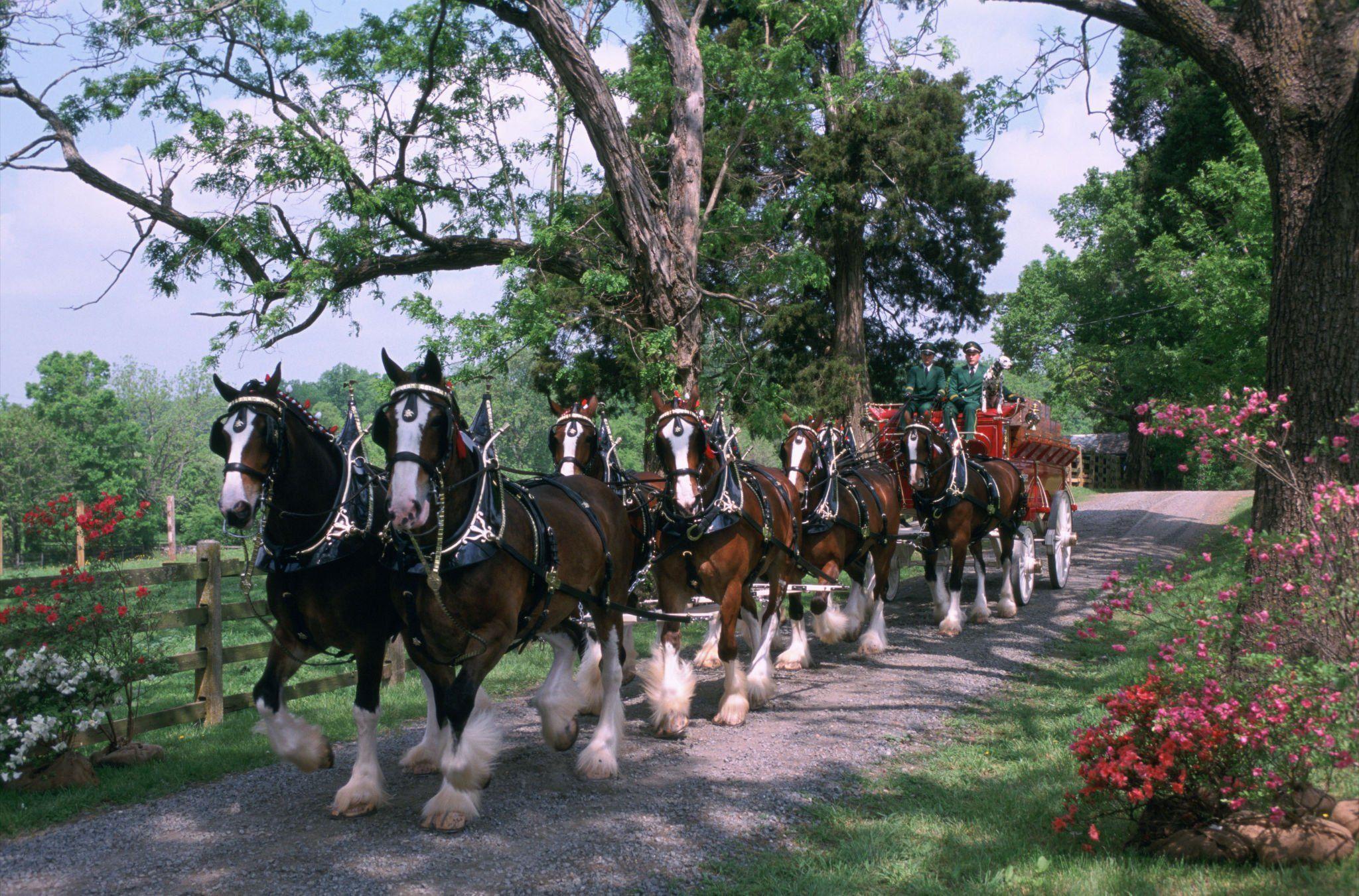 2048x1351 Budweiser Clydesdale Wallpaper