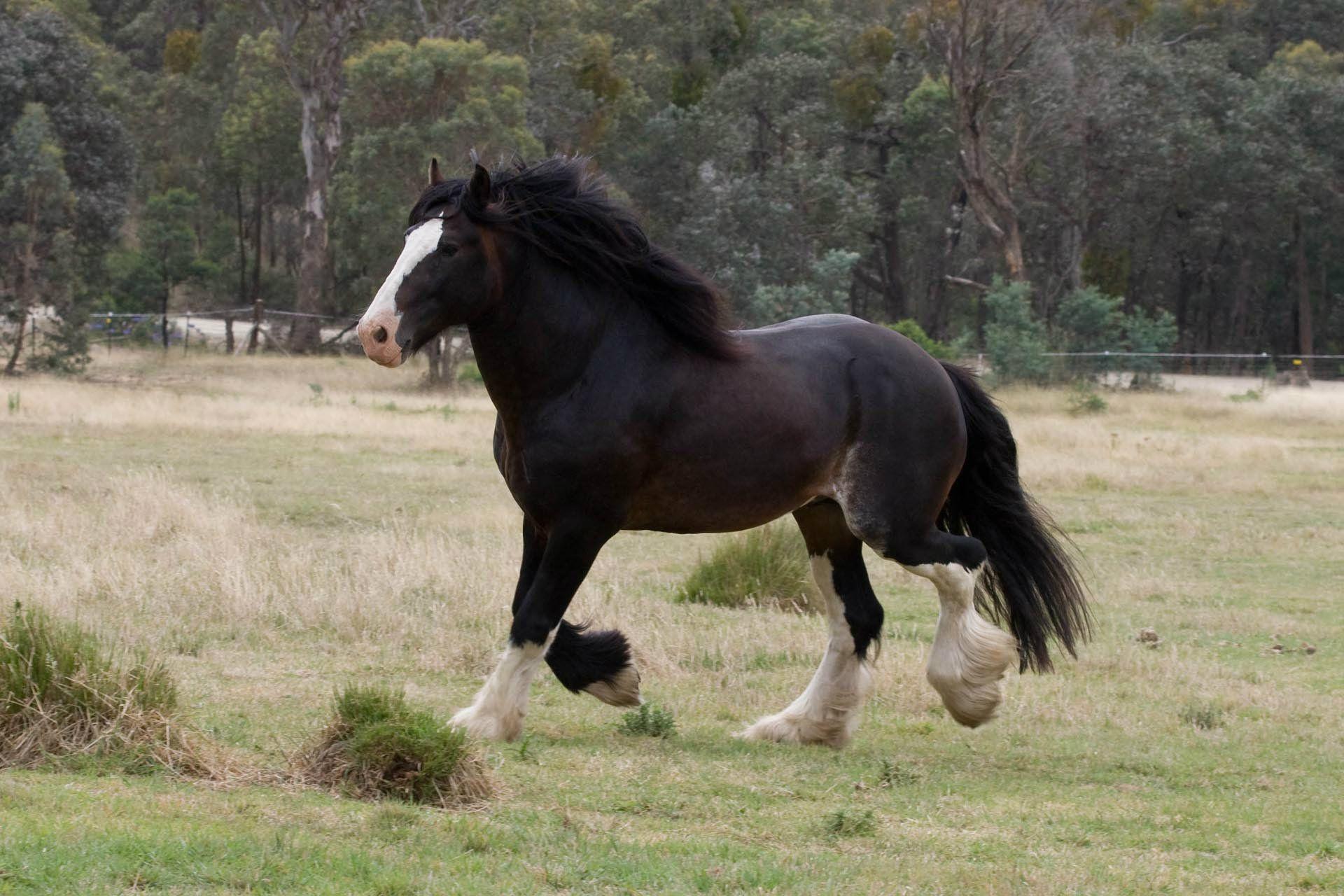 1920x1280 Black And White Clydesdale Horses Wallpaper & Background Download