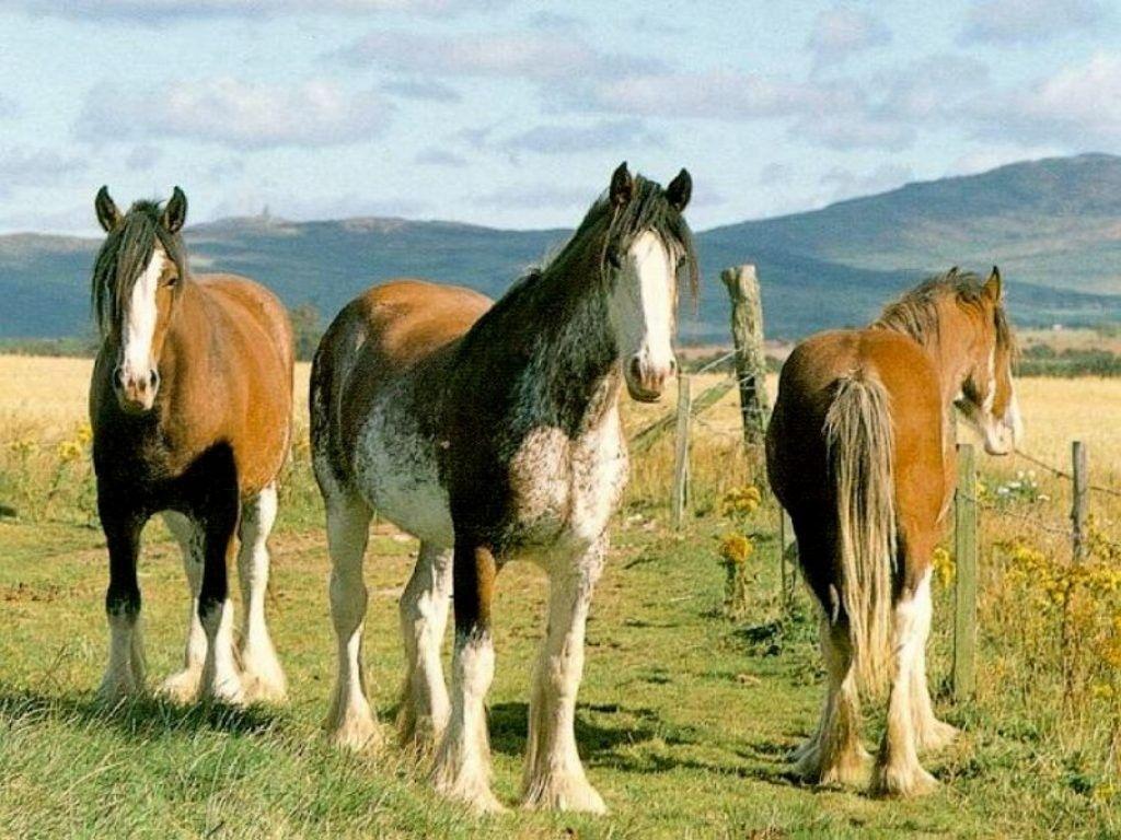 1024x768 Free download Clydesdale Wallpaper [1024x768] for your Desktop, Mobile & Tablet. Explore Clydesdale Wallpaper. Budweiser Clydesdales Wallpaper, Clydesdales Christmas Wallpaper, Anheuser Busch Wallpaper