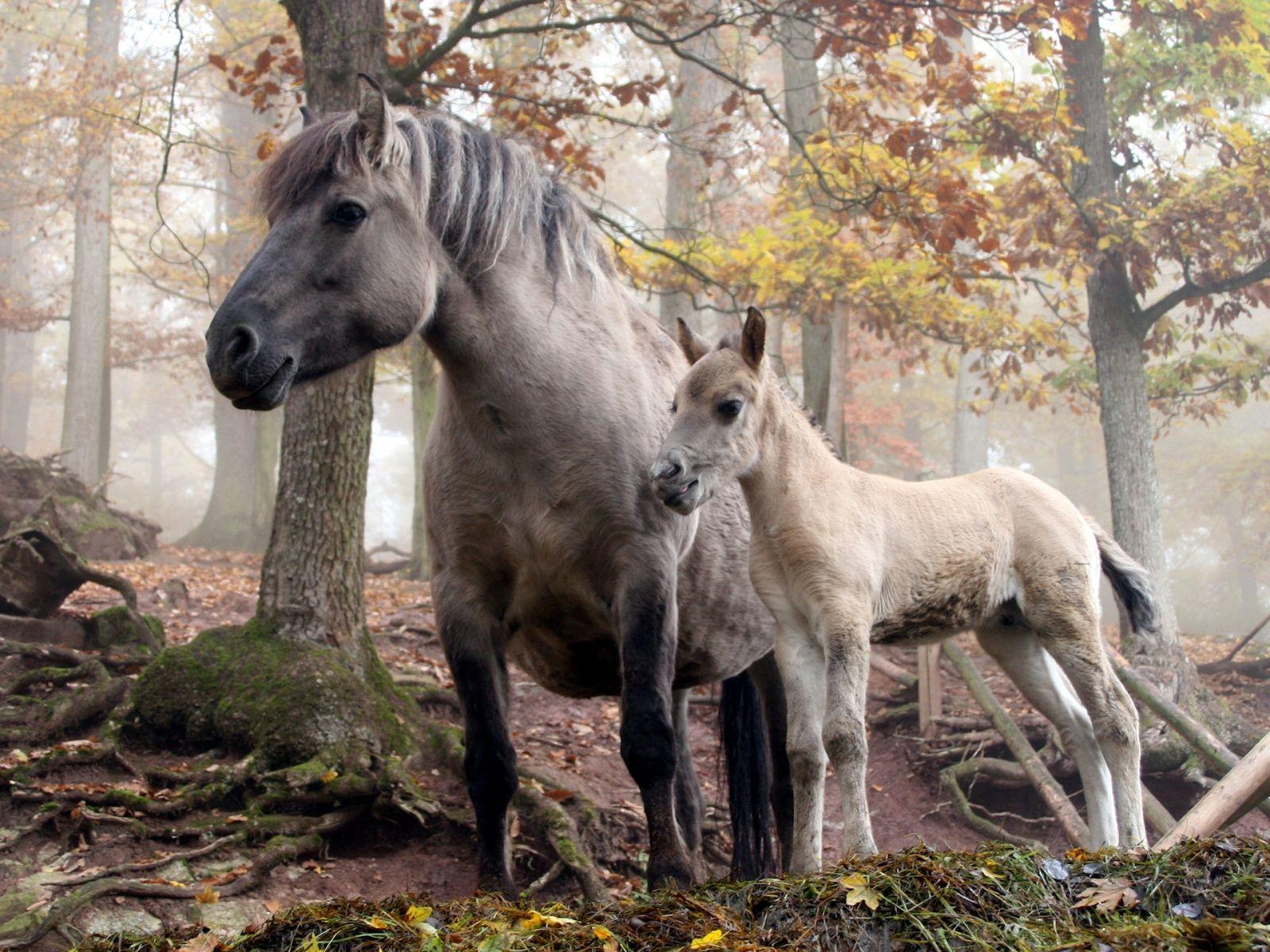 1600x1200 Clydesdale Wallpaper