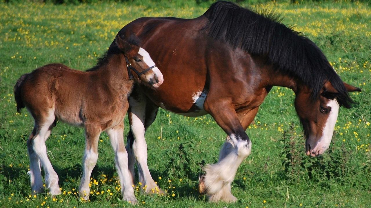 1280x720 Clydesdale Horse Wallpaper for Android