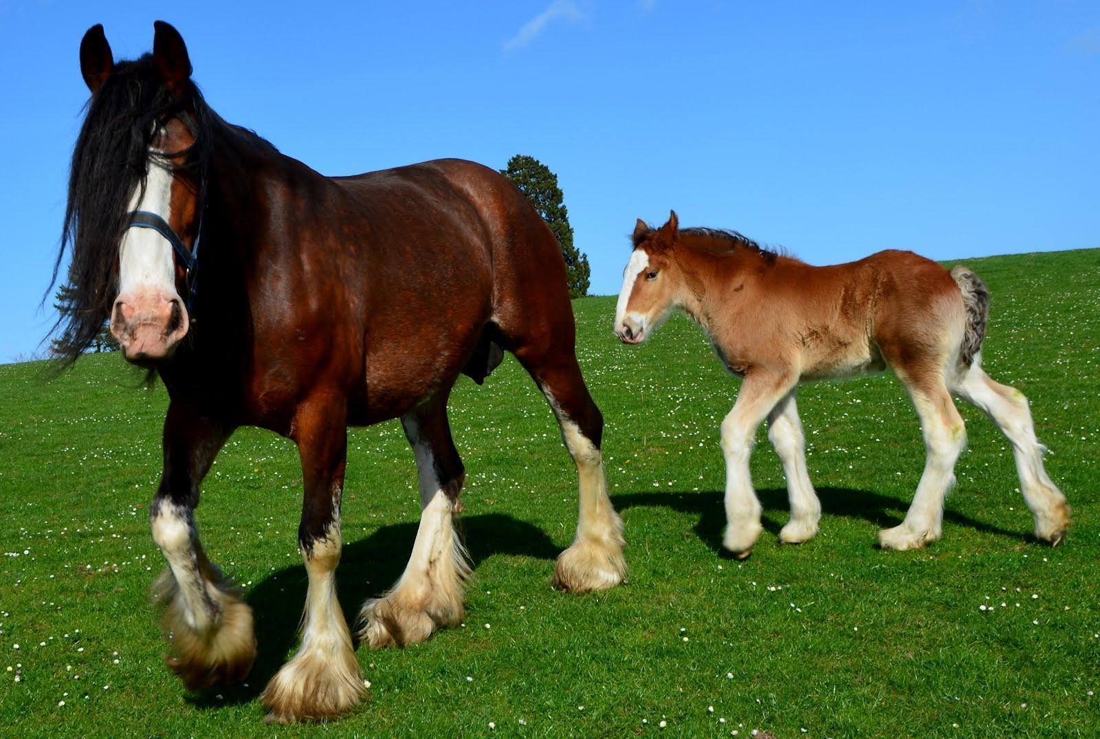 1600x1075 Clydesdale Wallpaper. Clydesdale Wallpaper, Clydesdale Horses Wallpaper and Clydesdale Puppy Wallpaper