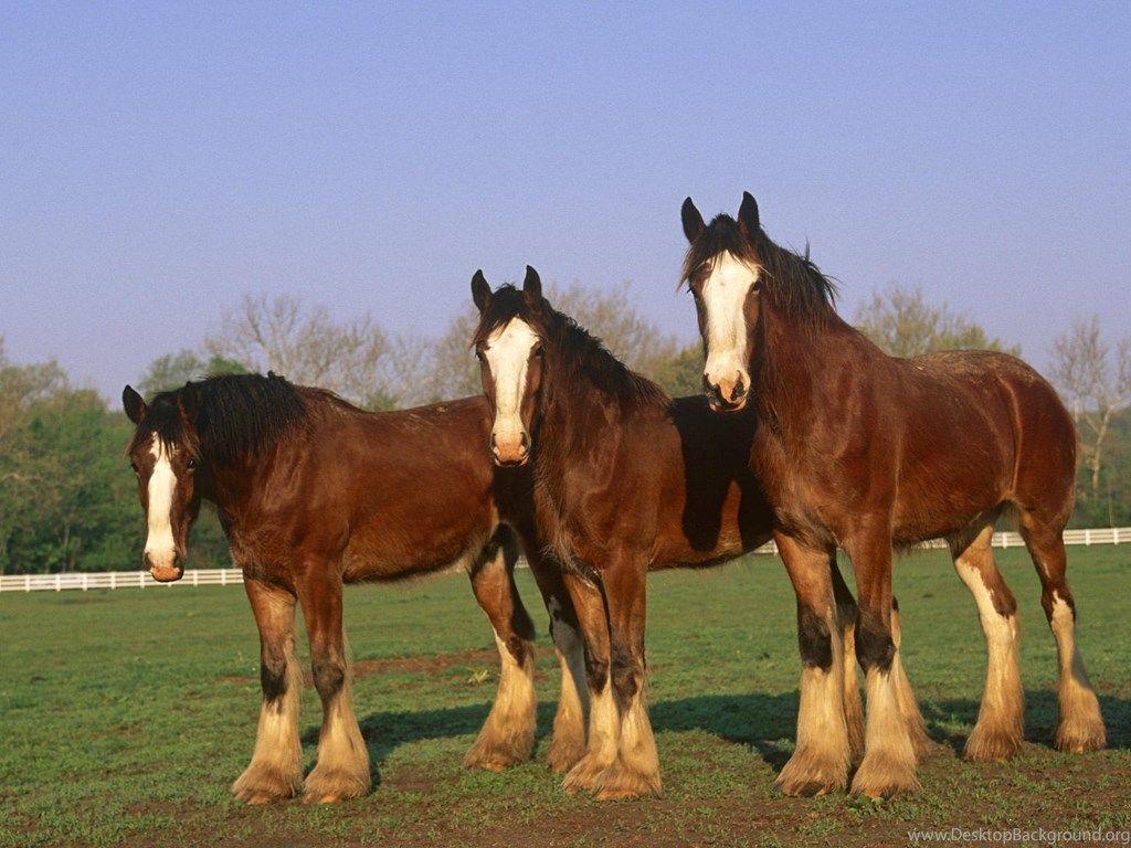 1024x768 Picture Of Clydesdale Horses Wallpaper HD Wide Desktop Background