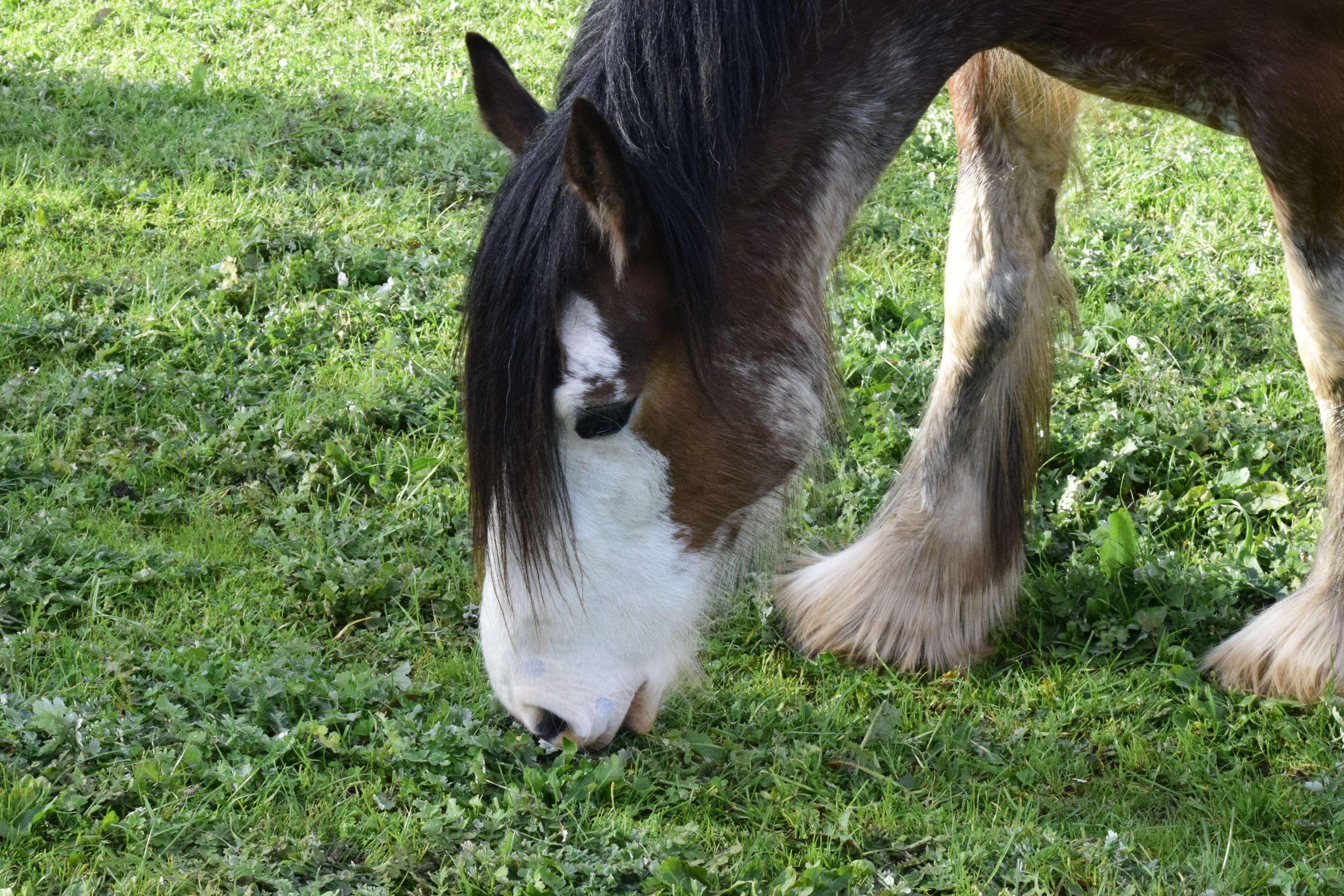 3840x2560 clydesdale #horse #horse head. Clydesdale, Horses, Horse farms