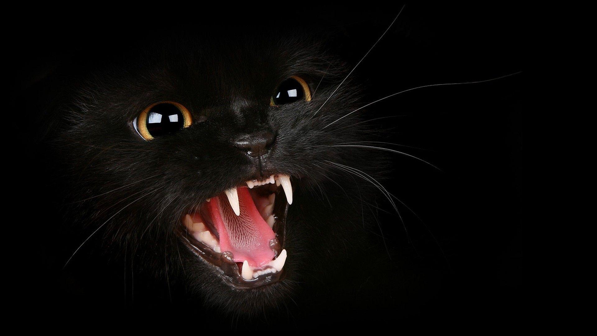 1920x1080 cats animals black cat 1920x1080 wallpaper High Quality Wallpaper, High Definition Wallpaper