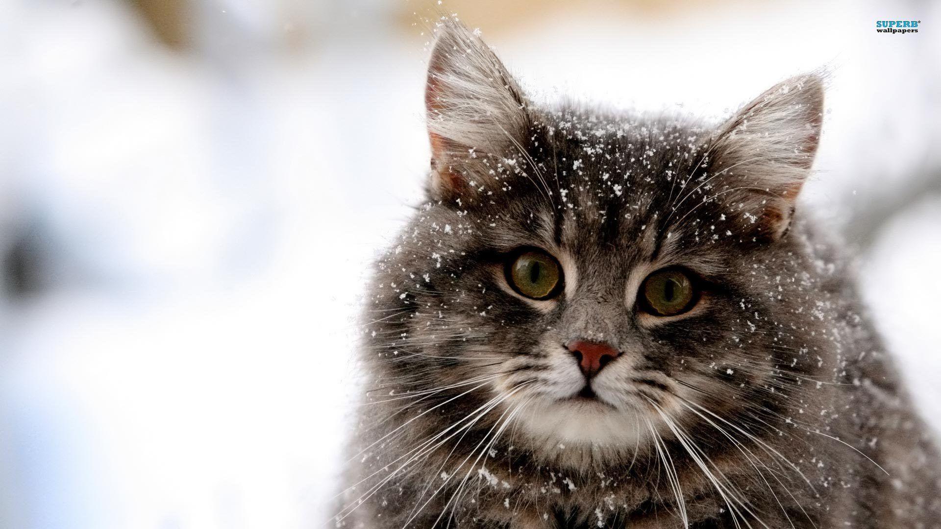 1920x1080 Cat Wallpaper