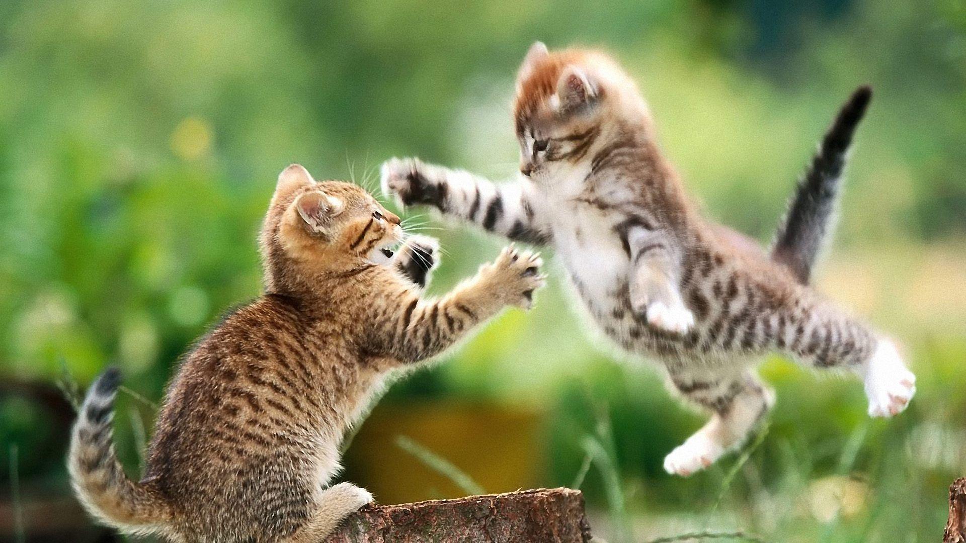 1920x1080 Beautiful Cat Wallpaper Background, Image, Picture