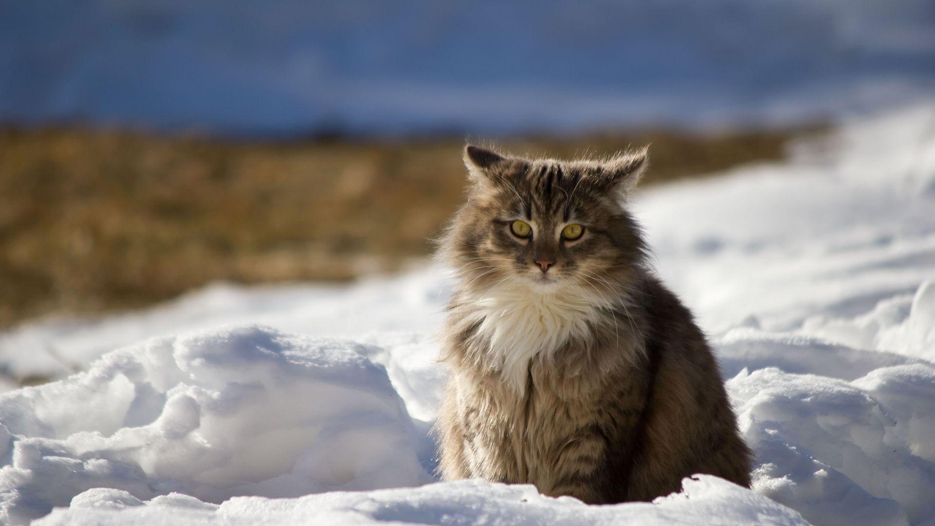 1920x1080 Cat Background 1920X1080. Awesome Cat Wallpaper, Amazing Cat Wallpaper and Funny Cat Wallpaper