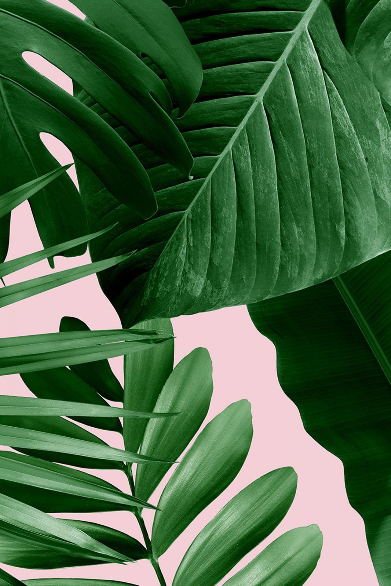 1280x1920 Green Aesthetic Tumblr Wallpaper 1280×1920