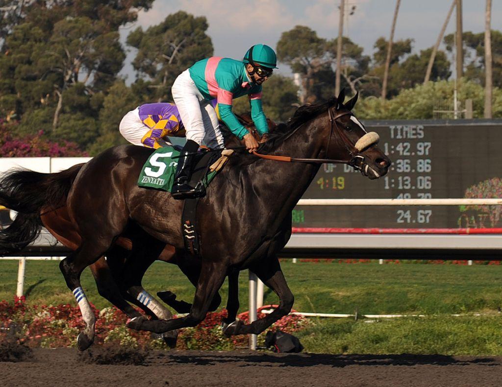 1024x790 Racehorse Wallpaper. Racehorse Wallpaper, Racehorse Background and American Pharaoh Racehorse Wallpaper