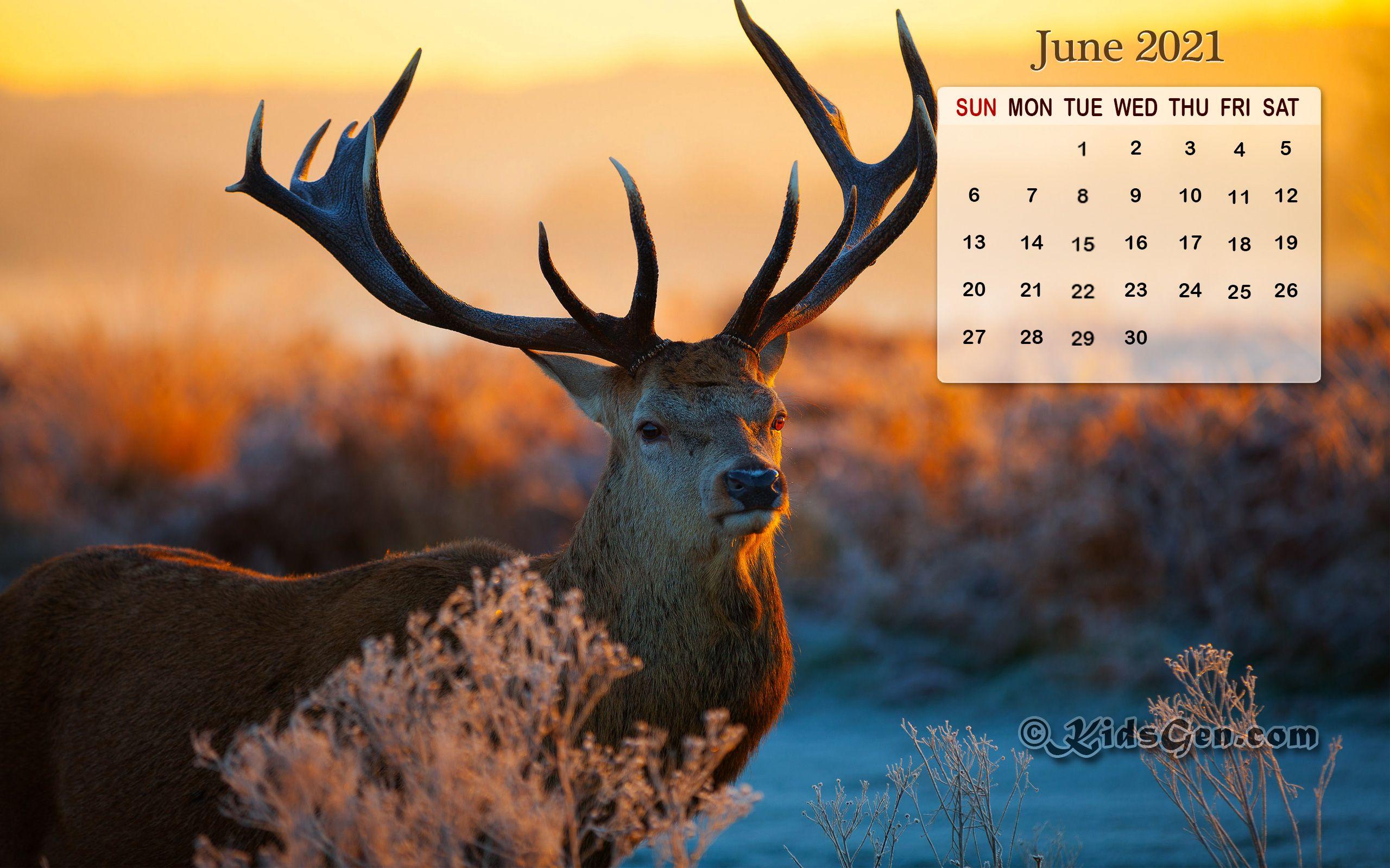 2560x1600 Month wise Calender Wallpaper 2021. HD Calendar Wallpaper