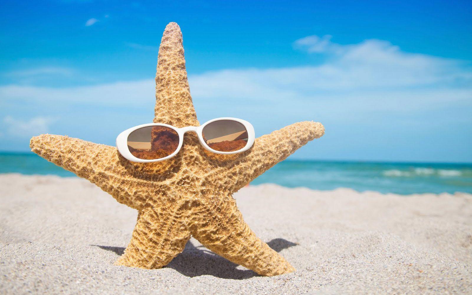 1600x1000 Funny Starfish Wallpaper 46366 1600x1000 px