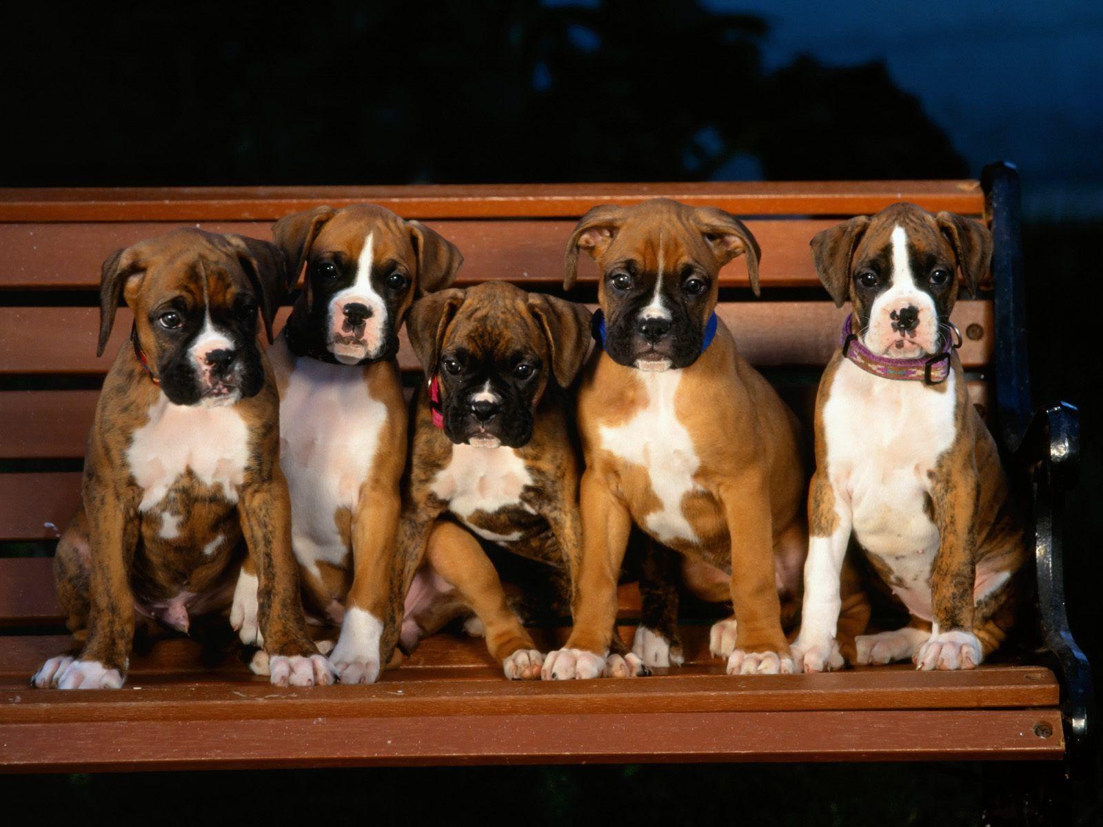 1600x1200 Boxer Dog Wallpaper